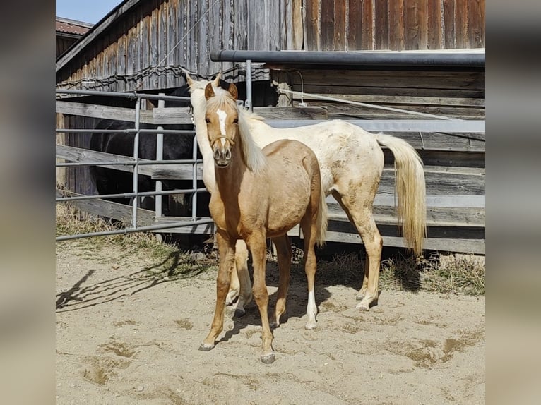 Arabian Partbred Mare 1 year Palomino in Johanniskirchen