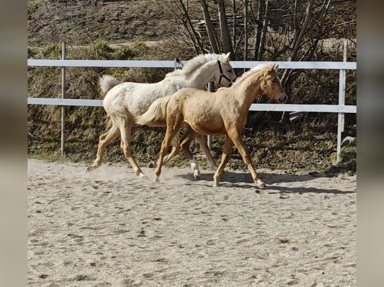 Arabian Partbred Mare 1 year Palomino in Johanniskirchen