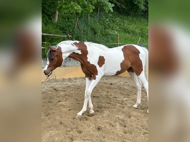 Arabian Partbred Mare 1 year Tobiano-all-colors in Sternenberg