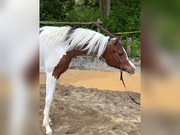 Arabian Partbred Mare 1 year Tobiano-all-colors in Sternenberg