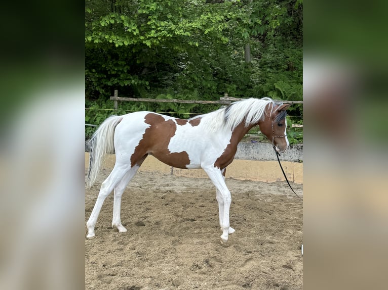 Arabian Partbred Mare 1 year Tobiano-all-colors in Sternenberg