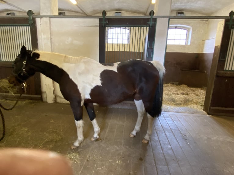 Arabian Partbred Mare 21 years 14,3 hh Pinto in Herzberg