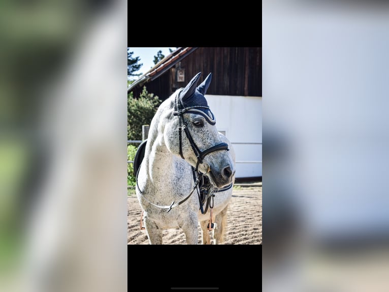 Arabian Partbred Mare 25 years 14,3 hh Gray-Fleabitten in NittenauNittenau