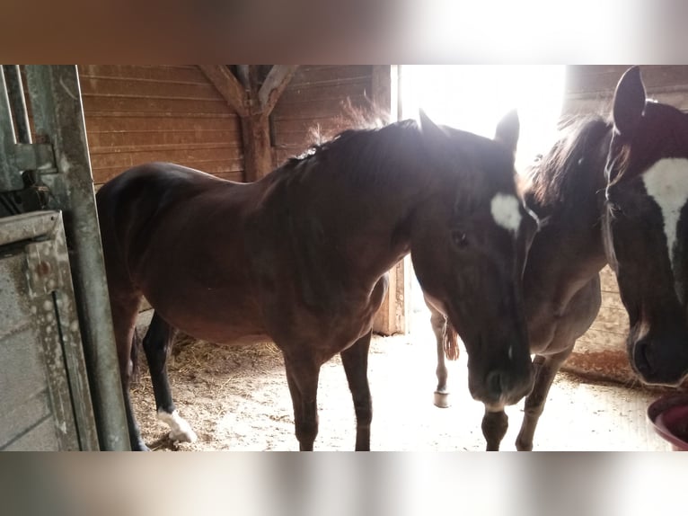 Arabian Partbred Mix Mare 27 years Bay-Dark in Nijverdal Arabian Partbred Mix Mare 27 years Bay-Dark in Nijverdal