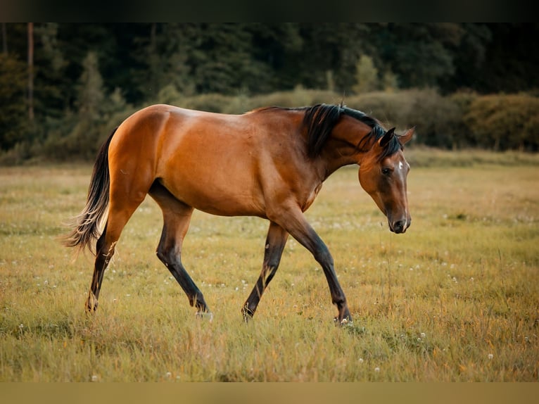 Arabian Partbred Mare 2 years 14,1 hh Brown in Gräfendorf