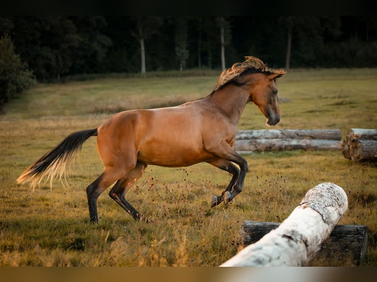 Arabian Partbred Mare 2 years 14,1 hh Brown in Gräfendorf