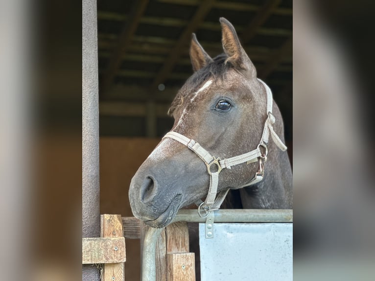 Arabian Partbred Mare 2 years 14,2 hh Gray in Sonneborn