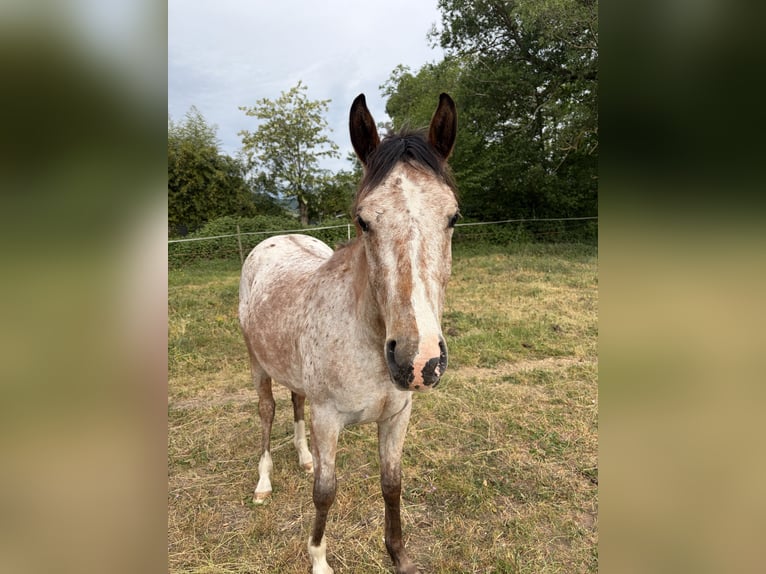 Arabian Partbred Mare 2 years 14.2 hh Leopard-Piebald in Ingersheim