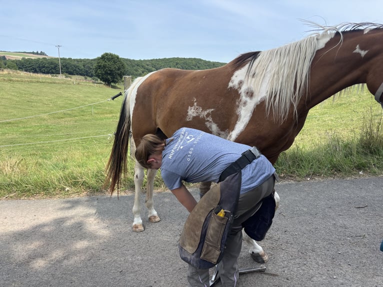 Arabian Partbred Mare 2 years 14,3 hh Tobiano-all-colors in H&#xF6;ringen