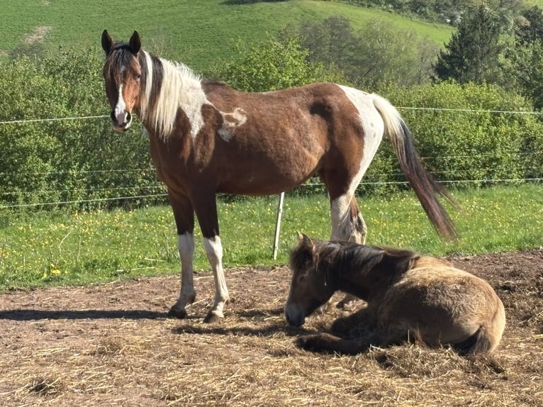 Arabian Partbred Mare 2 years 14,3 hh Tobiano-all-colors in H&#xF6;ringen