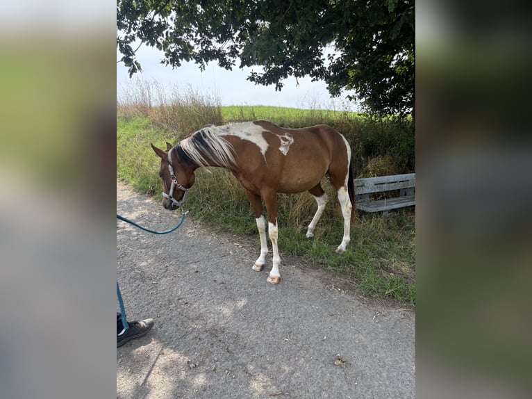 Arabian Partbred Mare 2 years 14,3 hh Tobiano-all-colors in H&#xF6;ringen