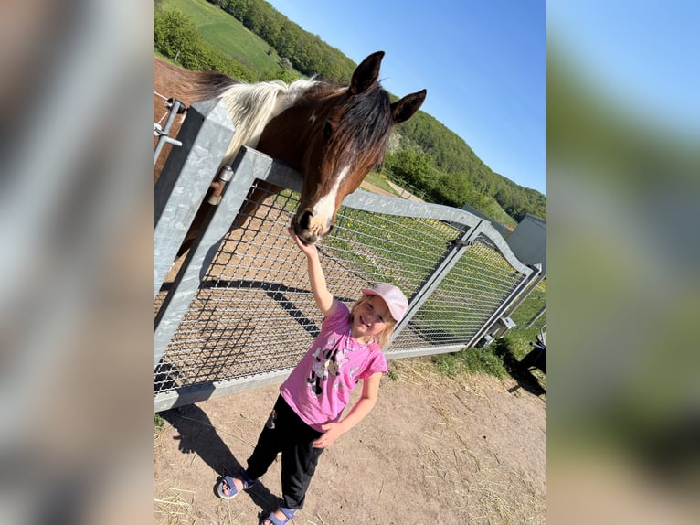 Arabian Partbred Mare 2 years 14,3 hh Tobiano-all-colors in H&#xF6;ringen