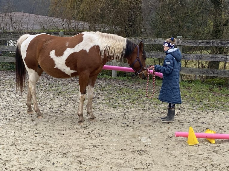 Arabian Partbred Mare 2 years 14,3 hh Tobiano-all-colors in H&#xF6;ringen