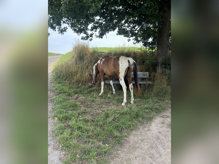 Arabian Partbred Mare 2 years 14,3 hh Tobiano-all-colors in H&#xF6;ringen