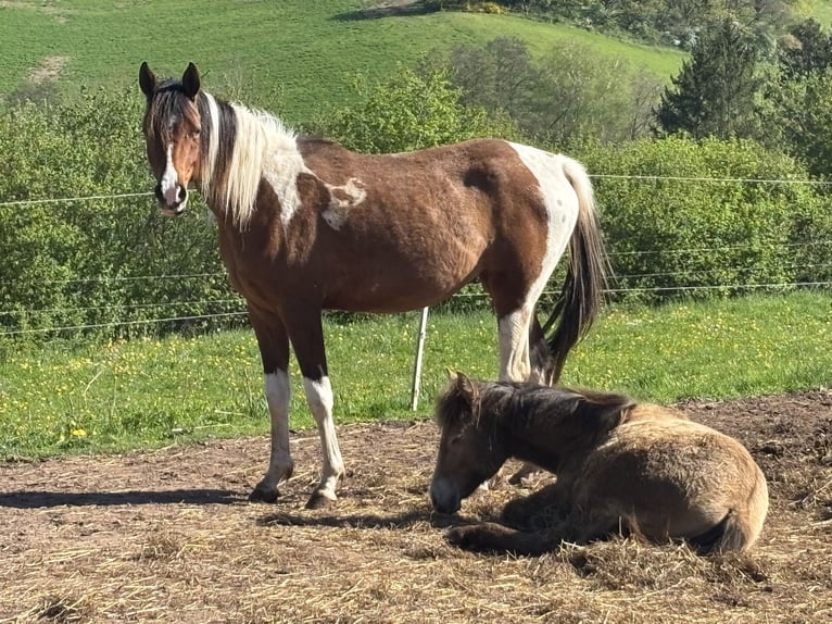 Arabian Partbred Mare 2 years 14,3 hh Tobiano-all-colors in H&#xF6;ringen