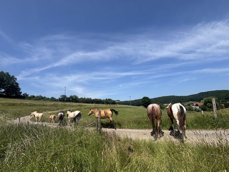 Arabian Partbred Mare 2 years 14,3 hh Tobiano-all-colors in H&#xF6;ringen