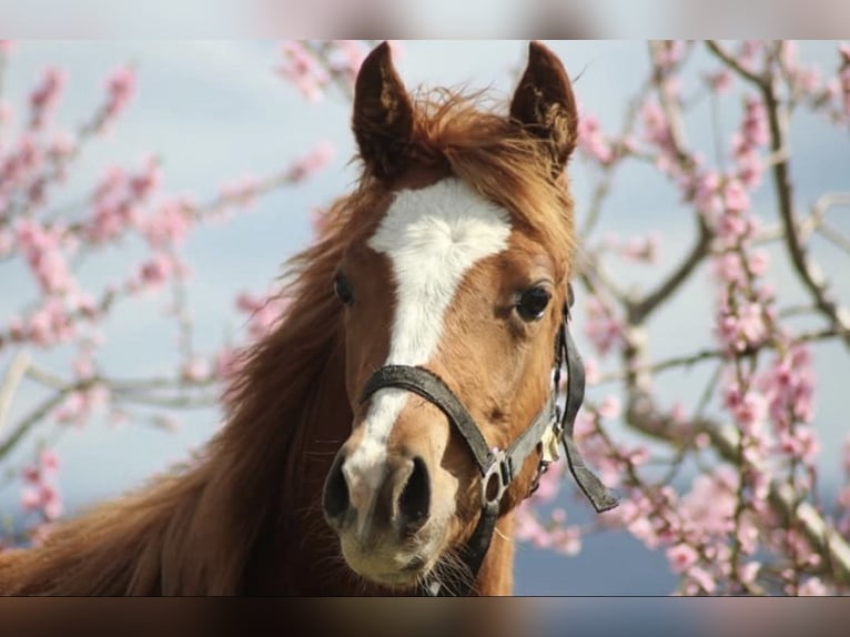 Arabian Partbred Mare 2 years 14,2 hh Chestnut-Red in Saint-Julien-sur-Bibost
