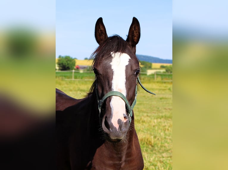 Arabian Partbred Mare 2 years 15.1 hh Black in Kehl