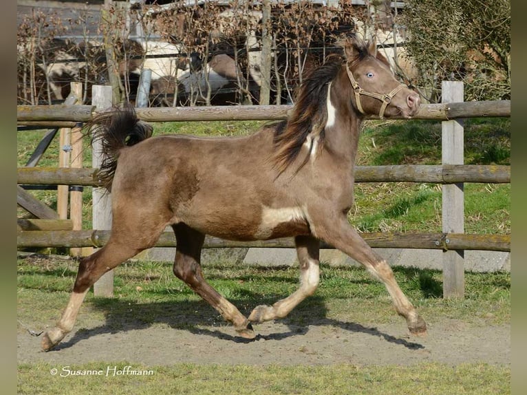 Arabian Partbred Mare 2 years 15,1 hh Tobiano-all-colors in Mörsdorf