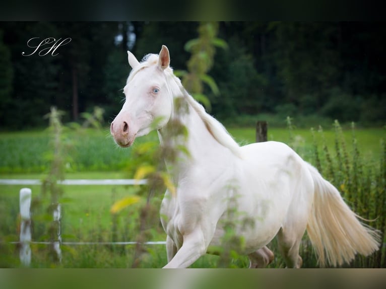 Arabian Partbred Mare 2 years 15,2 hh Cremello in Hagendorn