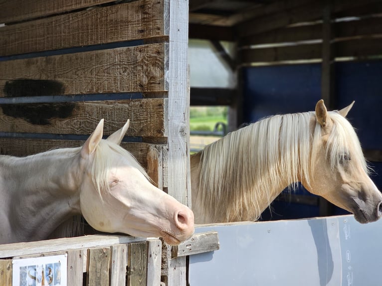 Arabian Partbred Mare 2 years 15,2 hh Cremello in Hagendorn