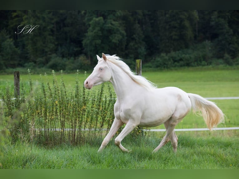 Arabian Partbred Mare 2 years 15,2 hh Cremello in Hagendorn