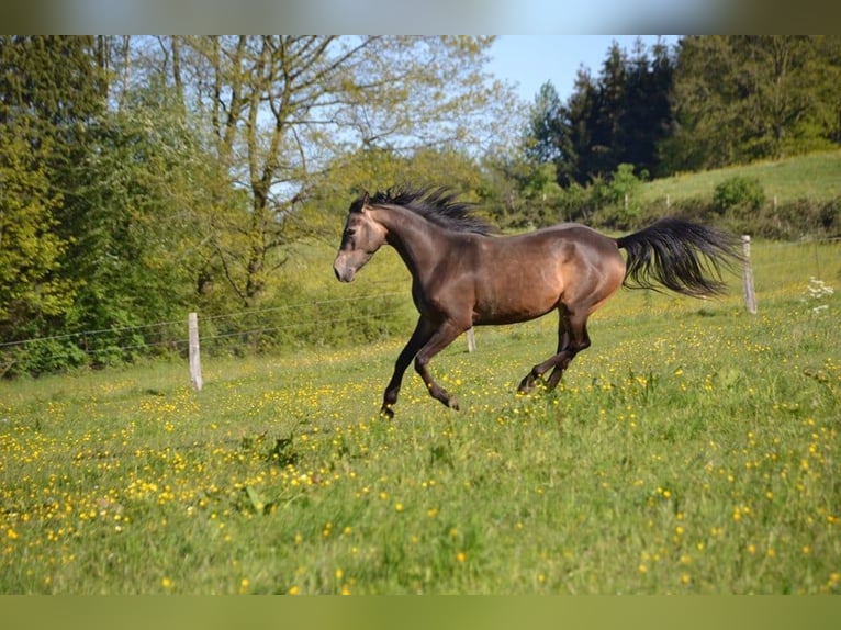 Arabian Partbred Mare 2 years 15,2 hh in Bad Endbach