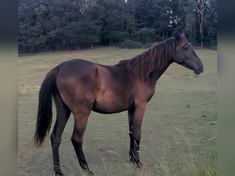 Arabian Partbred Mare 2 years 15,2 hh in Bad Endbach