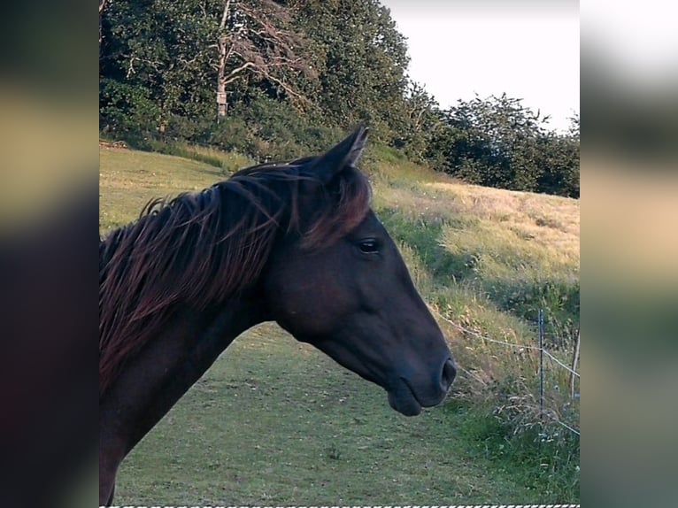 Arabian Partbred Mare 2 years 15,2 hh in Bad Endbach