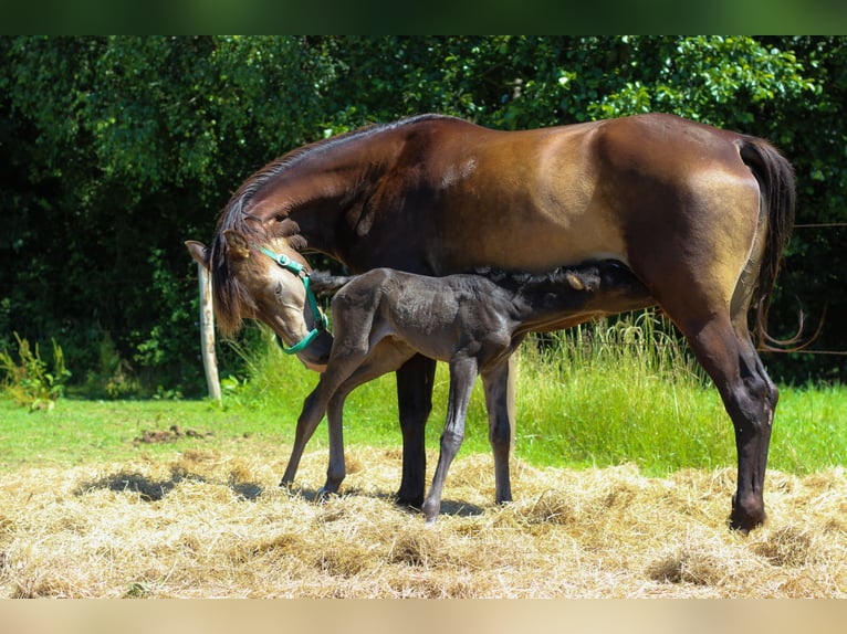 Arabian Partbred Mare 2 years 15,2 hh in Bad Endbach