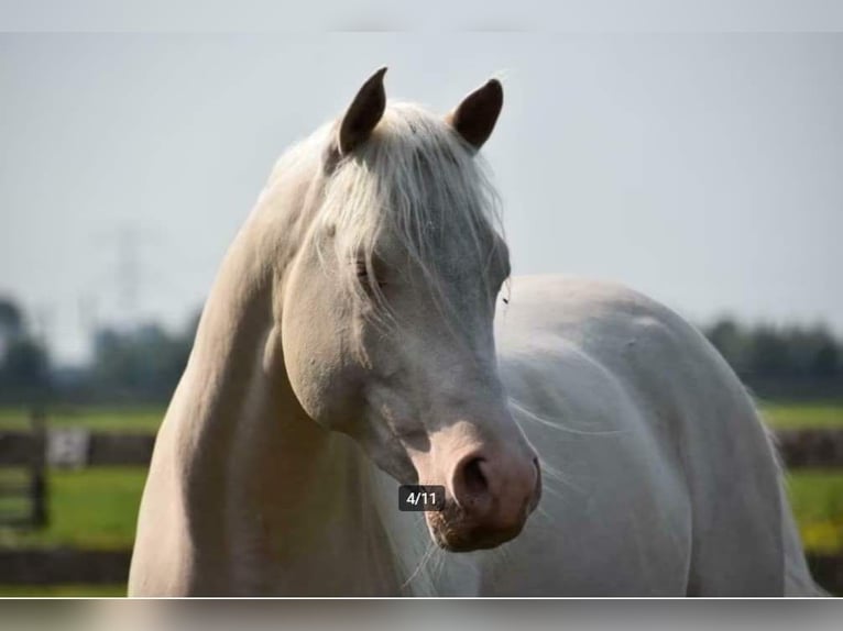 Arabian Partbred Mare 2 years 15,2 hh in Bad Endbach