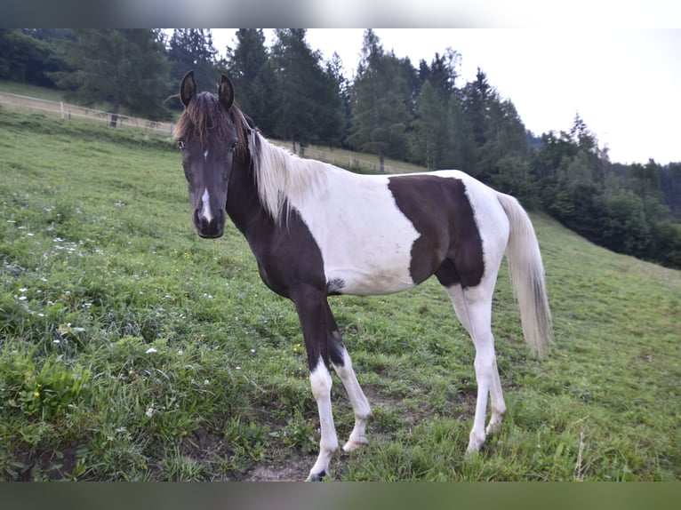 Arabian Partbred Mare 2 years 15,2 hh Tobiano-all-colors in Althofen