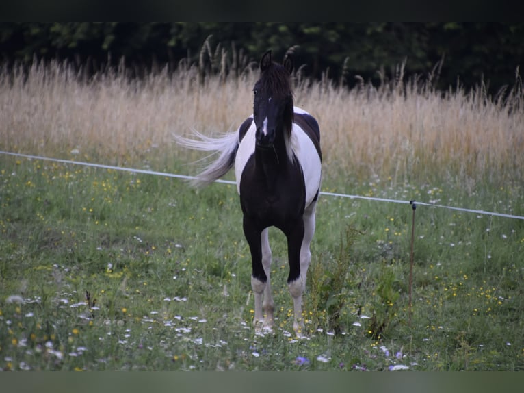 Arabian Partbred Mare 2 years 15,2 hh Tobiano-all-colors in Althofen