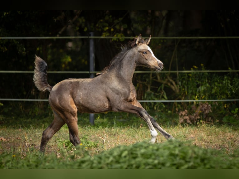 Arabian Partbred Mare 2 years 15 hh Buckskin in Lüdersdorf