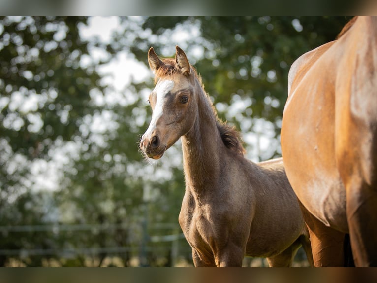 Arabian Partbred Mare 2 years 15 hh Buckskin in Lüdersdorf