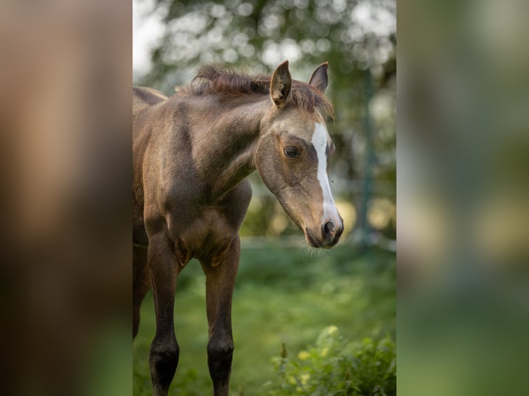 Arabian Partbred Mare 2 years 15 hh Buckskin in Lüdersdorf