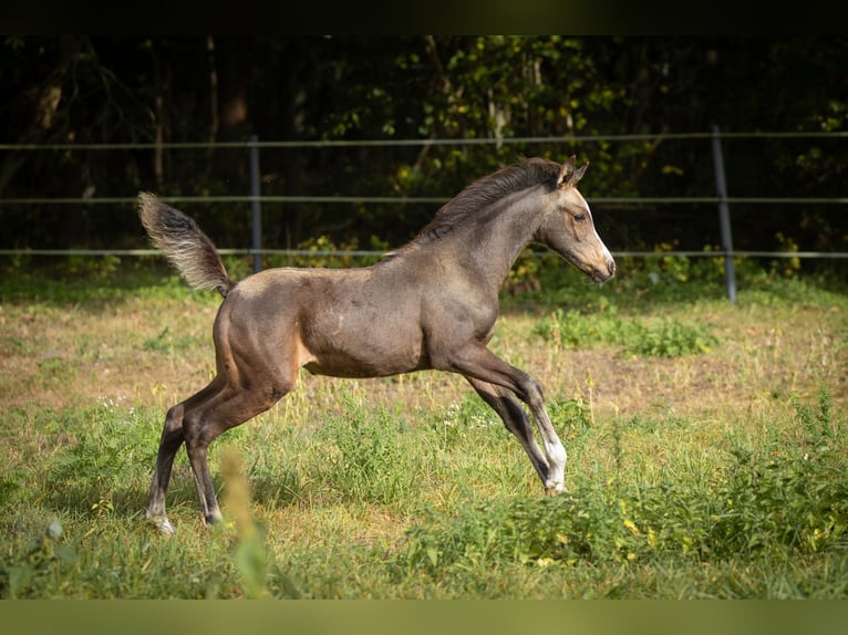 Arabian Partbred Mare 2 years 15 hh Buckskin in Lüdersdorf