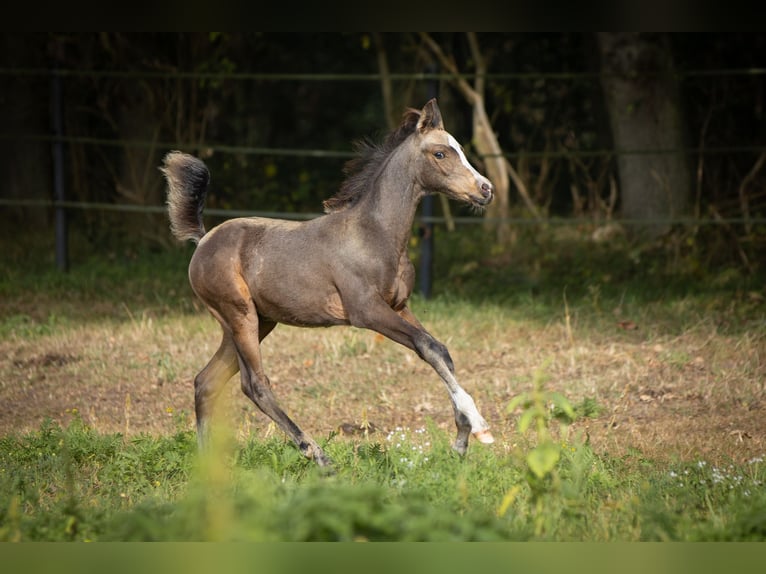 Arabian Partbred Mare 2 years 15 hh Buckskin in Lüdersdorf