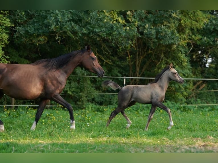 Arabian Partbred Mare 2 years 15 hh Buckskin in Lüdersdorf