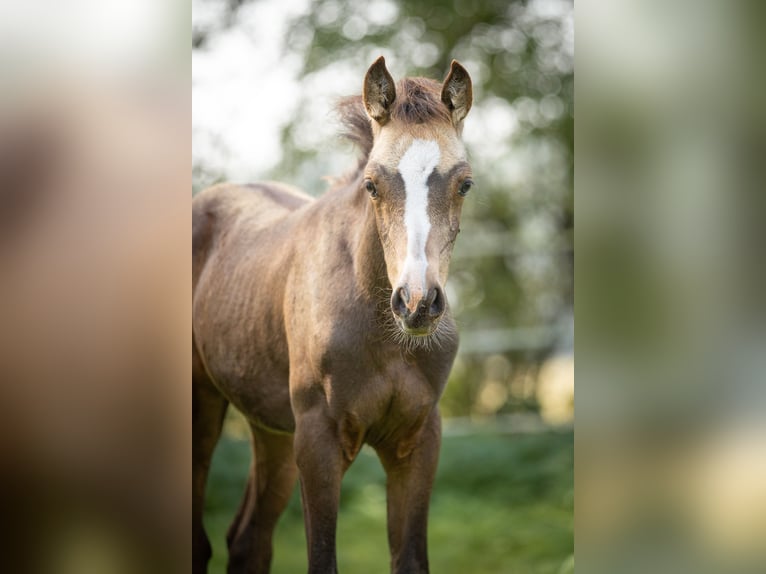 Arabian Partbred Mare 2 years 15 hh Buckskin in Lüdersdorf