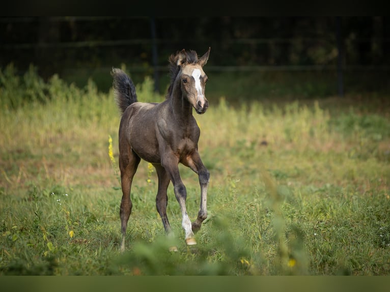 Arabian Partbred Mare 2 years 15 hh Buckskin in Lüdersdorf