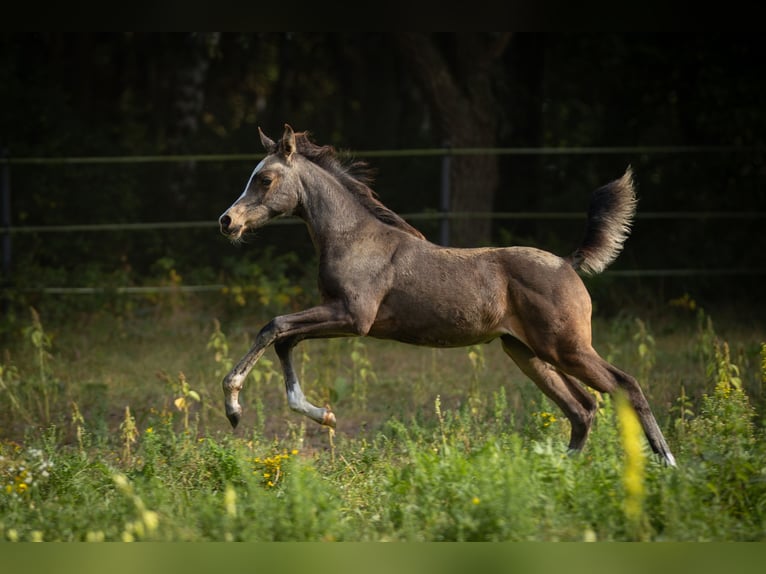 Arabian Partbred Mare 2 years 15 hh Buckskin in Lüdersdorf