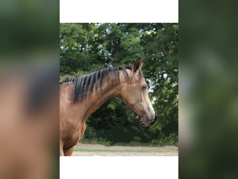 Arabian Partbred Mare 2 years 15 hh Buckskin in Lüdersdorf