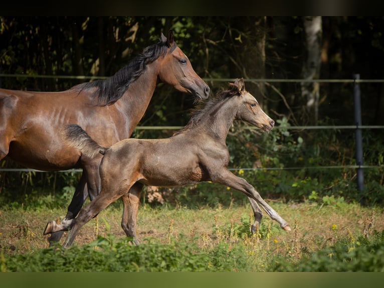 Arabian Partbred Mare 2 years 15 hh Buckskin in Lüdersdorf