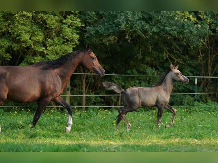 Arabian Partbred Mare 2 years 15 hh Buckskin in Lüdersdorf