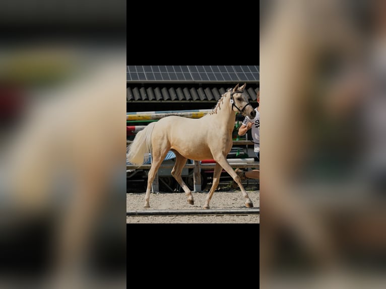Arabian Partbred Mare 2 years 15,1 hh Palomino in Woudenberg