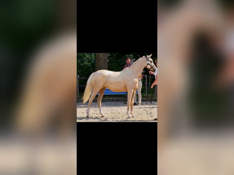 Arabian Partbred Mare 2 years 15,1 hh Palomino in Woudenberg