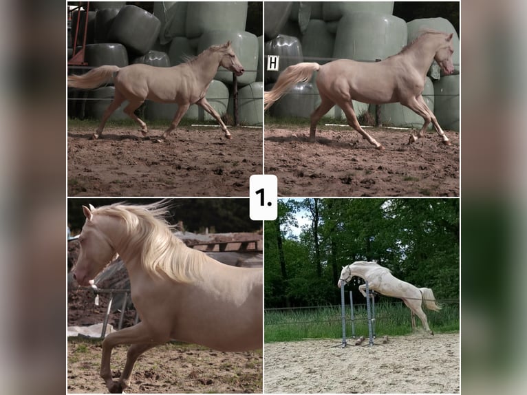 Arabian Partbred Mare 2 years 15,1 hh Palomino in Woudenberg Arabian Partbred Mare 2 years 15,1 hh Palomino in Woudenberg