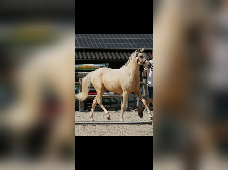 Arabian Partbred Mare 2 years 15,1 hh Palomino in Woudenberg
