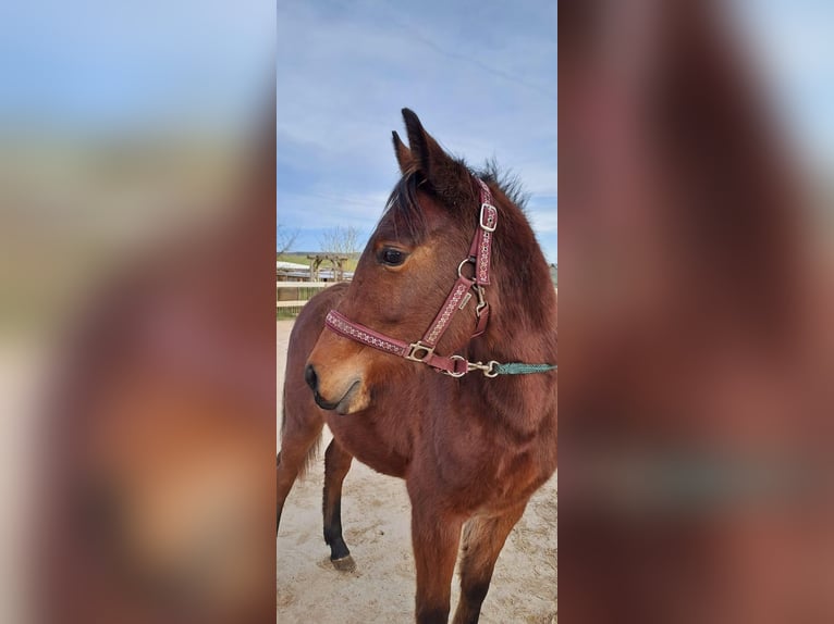 Arabian Partbred Mare 2 years Brown in Langenfeld